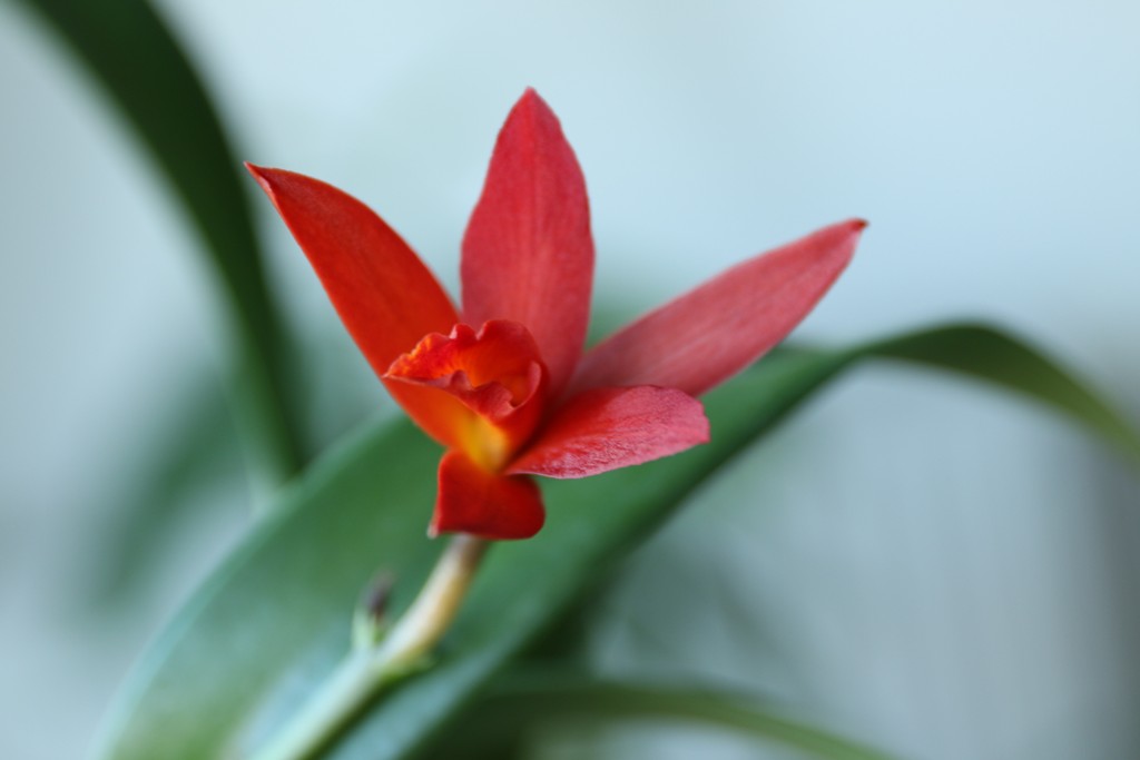 Rote Orchidee
